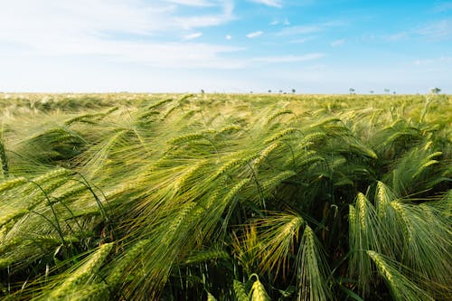 Gratis stockfoto met behang, detailopname, landbouw