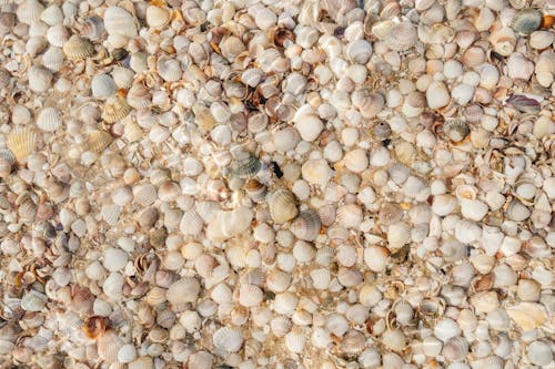 Top View of Seashells in Water 