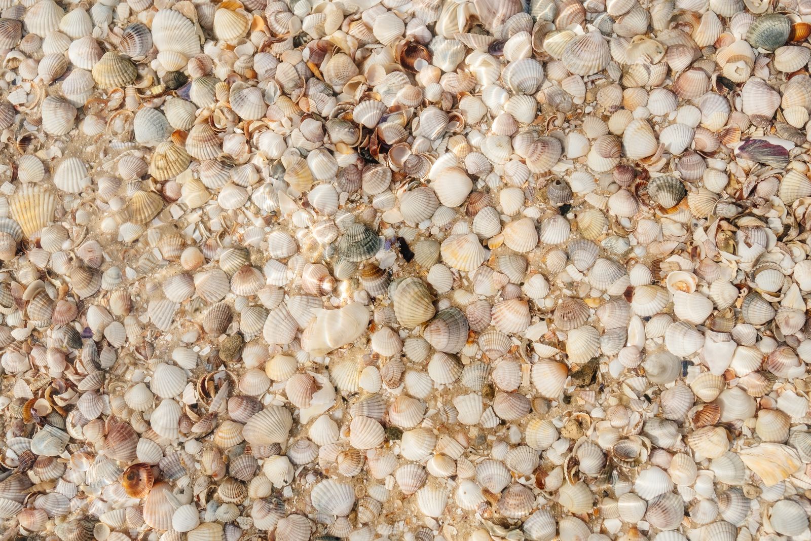 A Bundle of Sage on a Shell · Free Stock Photo