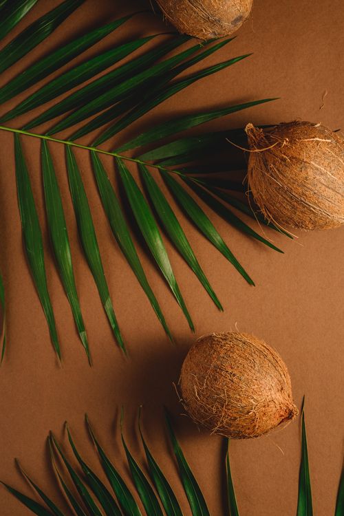 Free Flat lay of coconuts with palm leaves on a brown background, evoking a tropical feel. Stock Photo