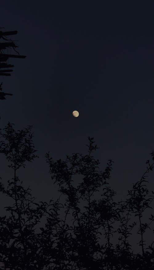 คลังภาพถ่ายฟรี ของ คืนท้องฟ้า, จันทรา, ซิลูเอตต์