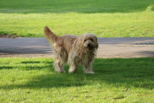 A fluffy, long-haired dog enjoying the outdoors on a bright sunny day.