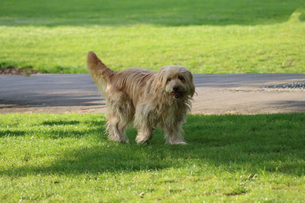 a fluffy long haired dog enjoying the outdoors on a bright sunny day