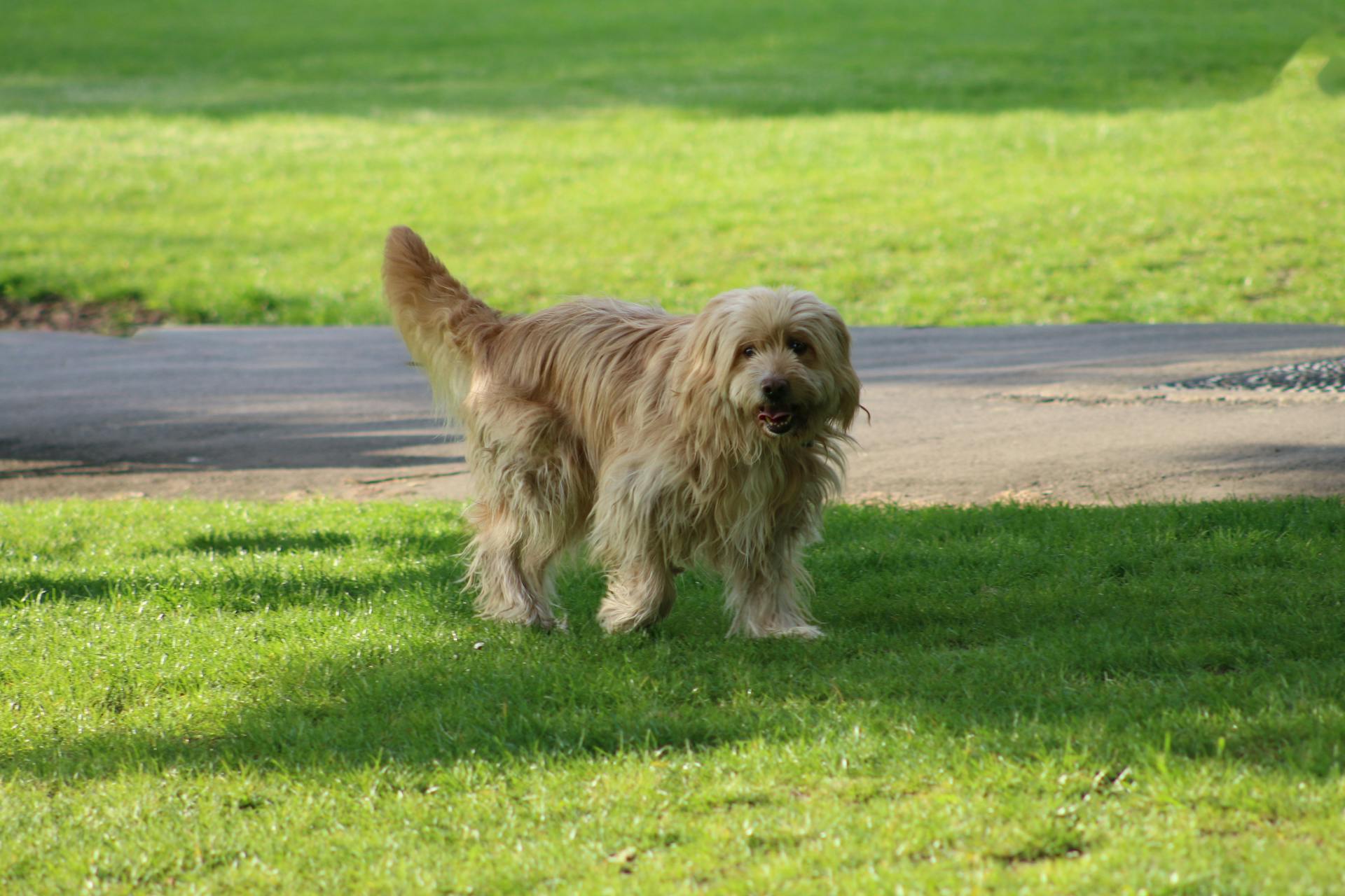 Long-haired Dog on the Lawn