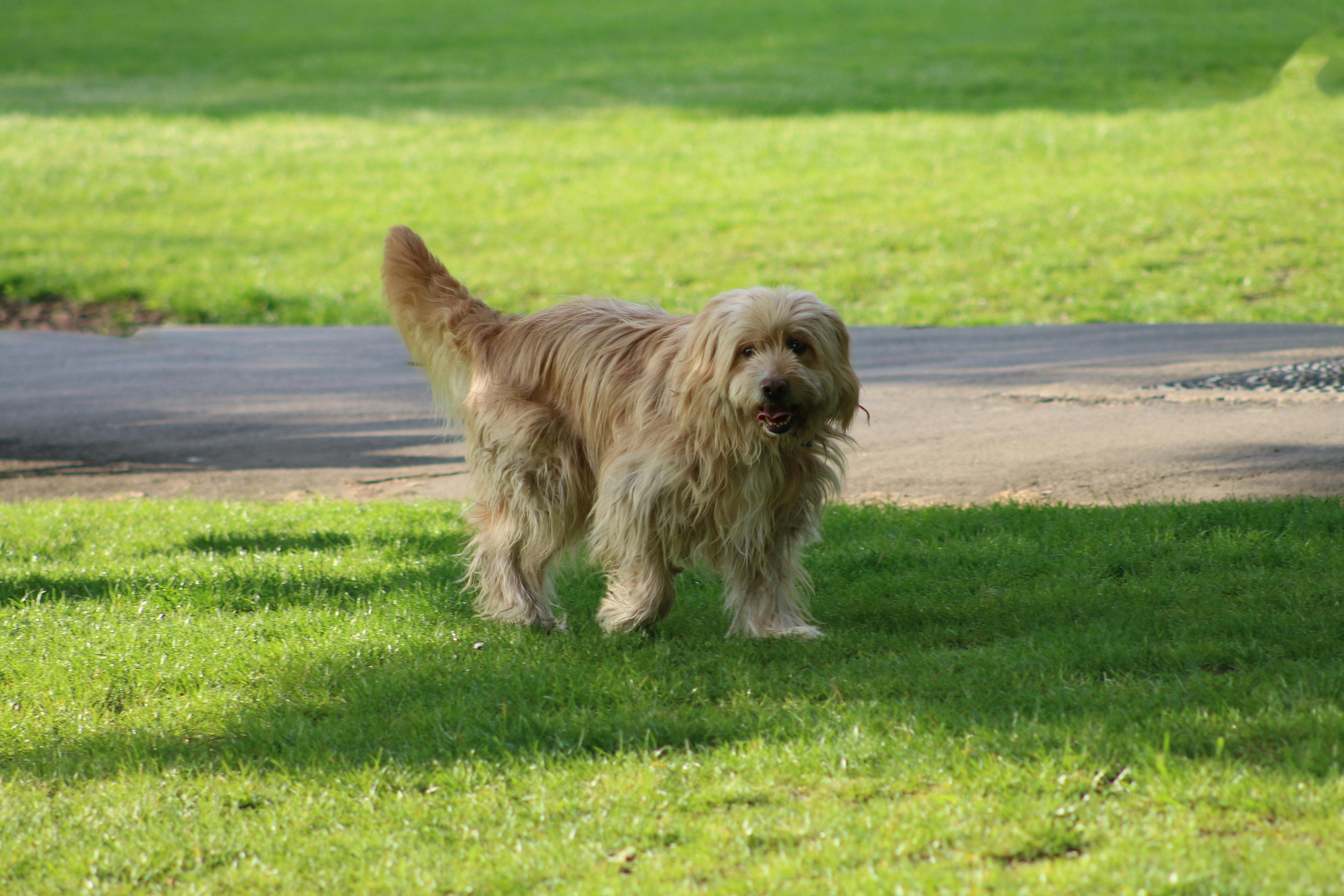 Longhaired Dog on the Lawn · Free Stock Photo
