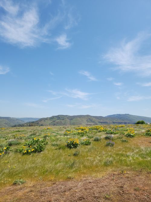 Free Expansive field of wildflowers under a big blue sky, offering a serene, natural vista. Stock Photo