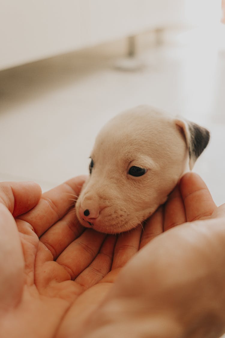 Hands Touching A Little Puppy 