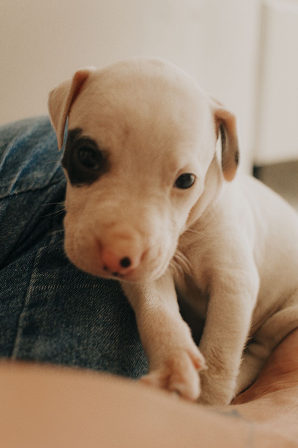 Dog Trembling in Your Lap? Cold, Stress, Pain or Emergency? - 1