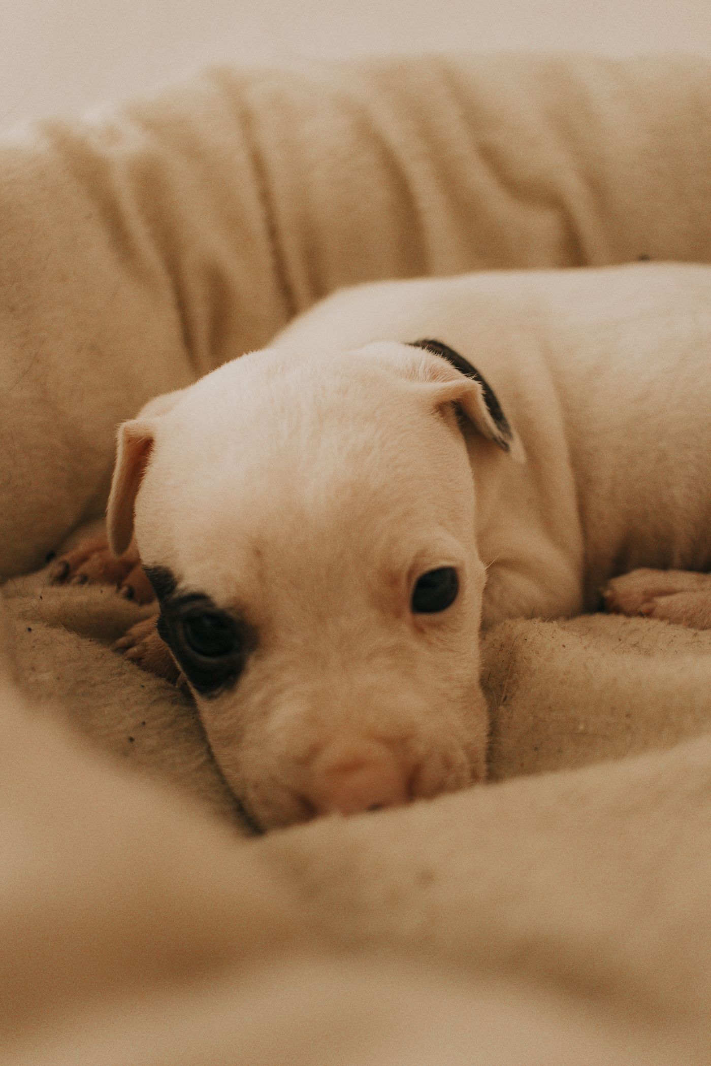 Puppy relaxing comfortably in a soft pet bed