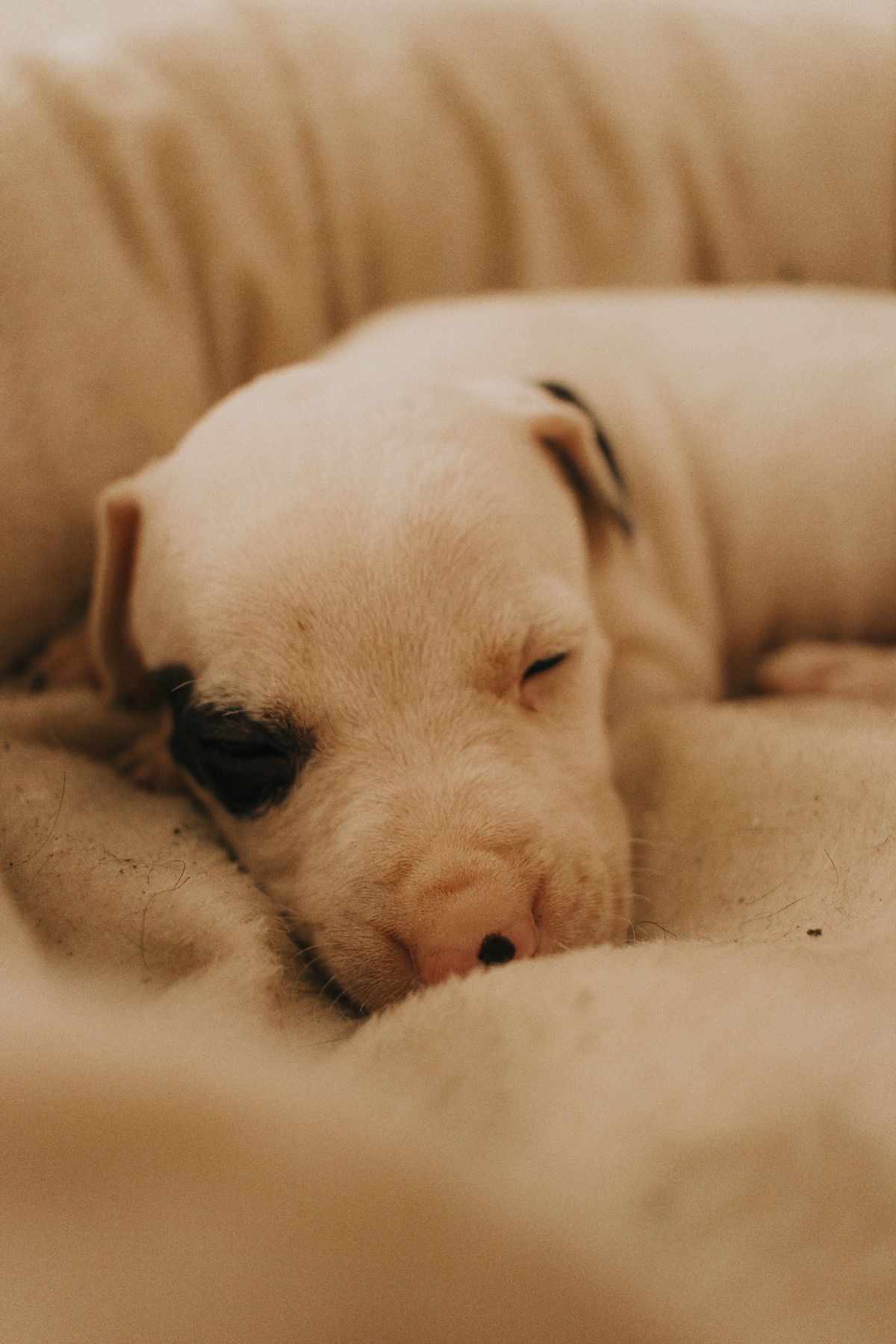 Filhote de cachorro dormindo em uma cama macia
