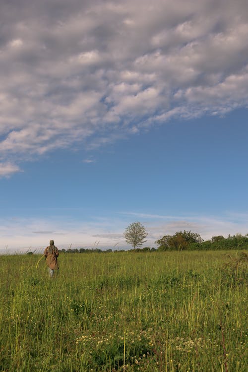 Immagine gratuita di campo, cielo, da solo