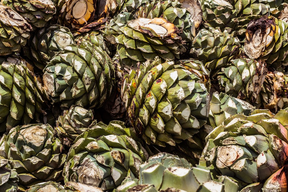 Close-up of freshly harvested agave hearts in Oaxaca, showcasing rich textures and earthy tones.