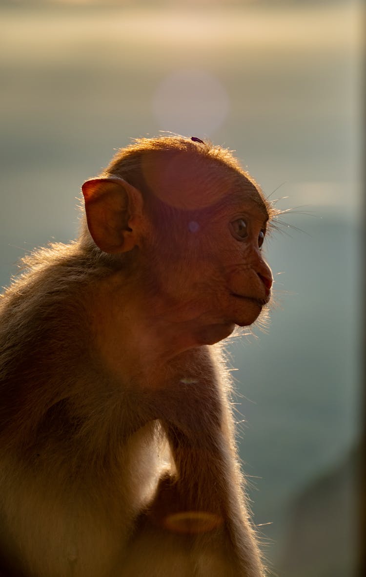 Photo Of A Baby Monkey 