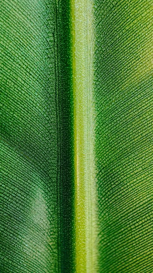 Free stock photo of 4k, 4k background, aşırı yakın çekim Stock Photo