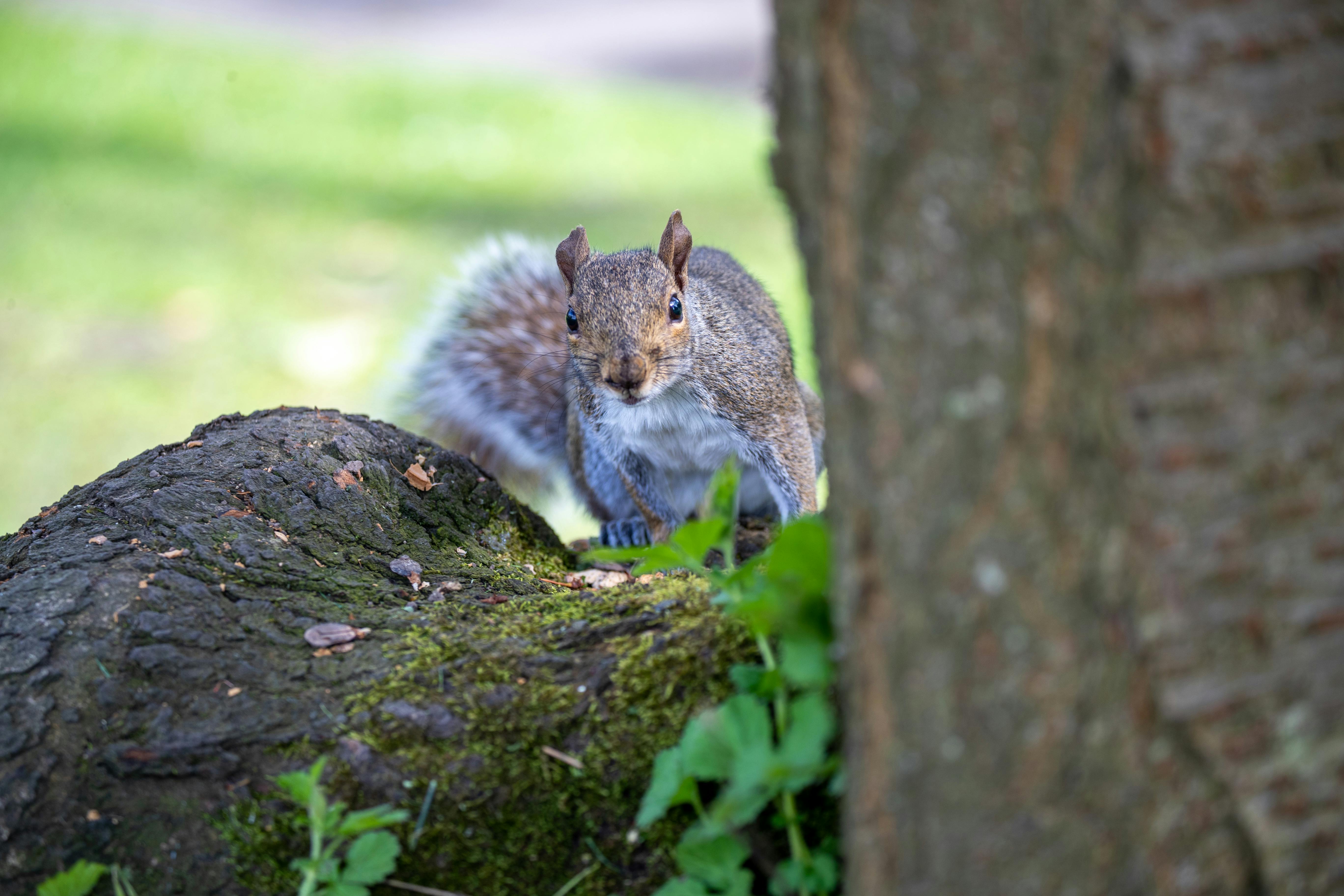 close up of a squirrel on a tree trunk