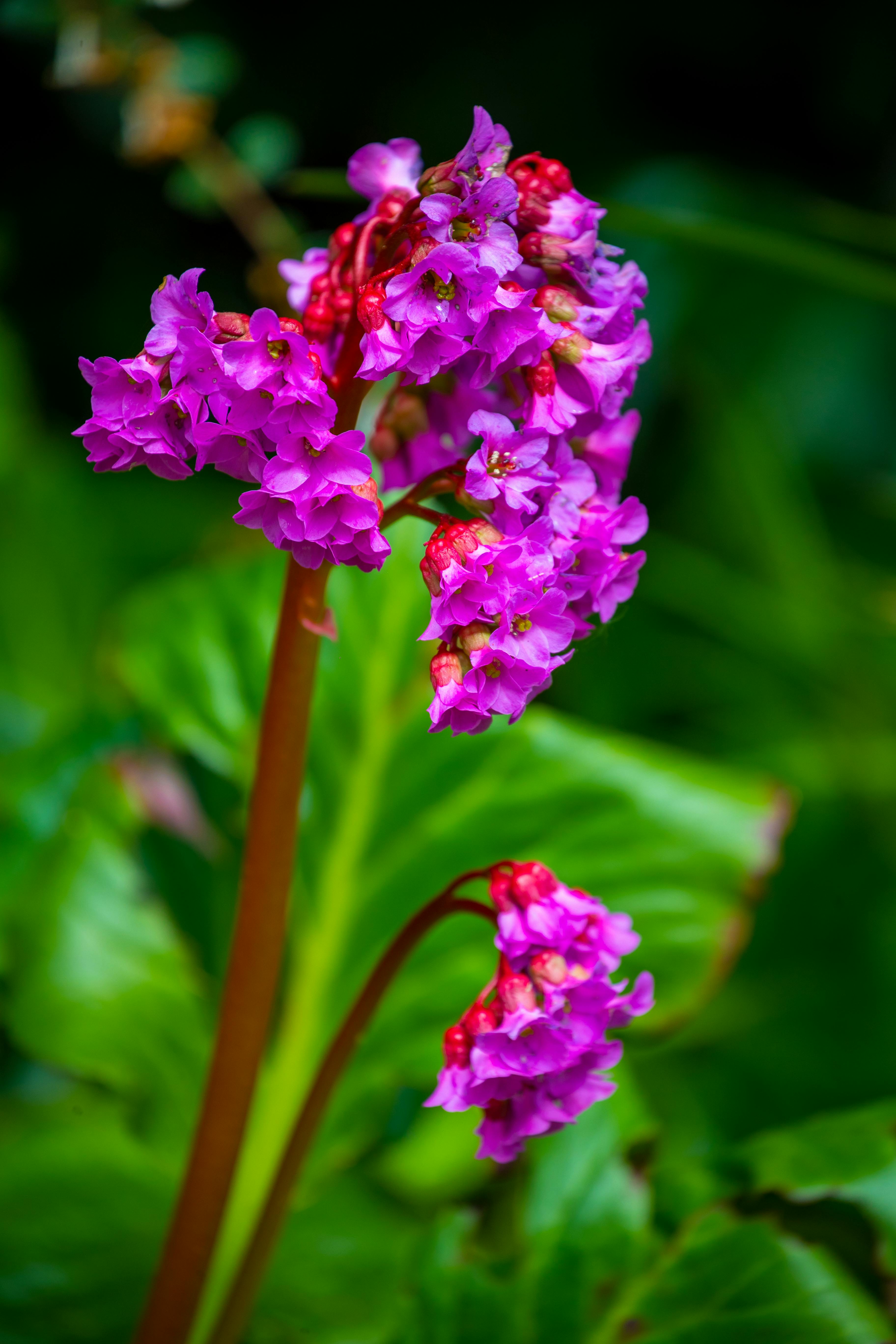 Bergenia