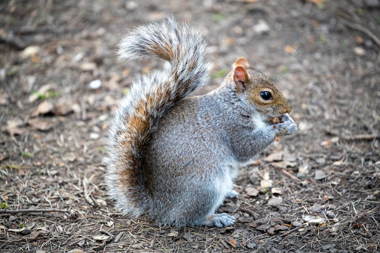 Close-up Of A Squirrel Eating A Nut 