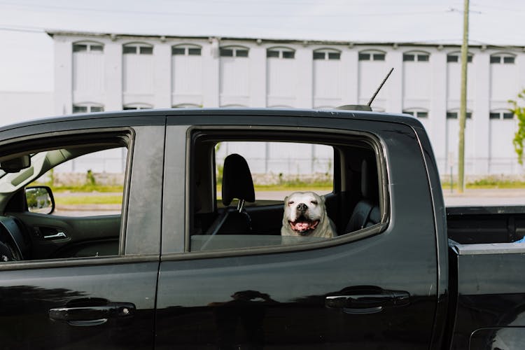 Dog In Pick-up Car Window