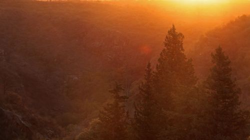 Free Serene forest valley at sunset, capturing golden light and misty mountain view. Stock Photo