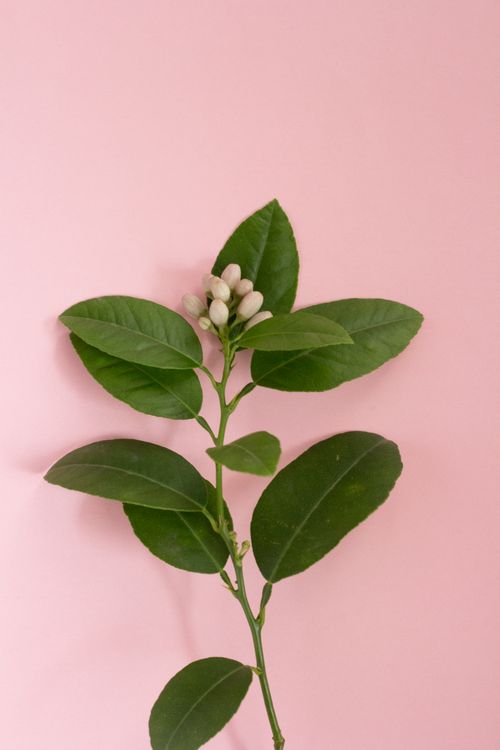 Free Minimalistic green lemon branch with white buds on a pastel pink background. Stock Photo