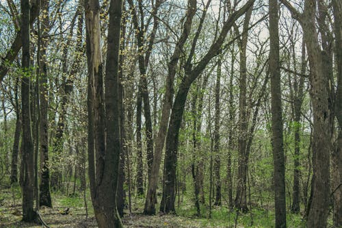 Trees with Fresh Green Leaves in the Forest in Spring 