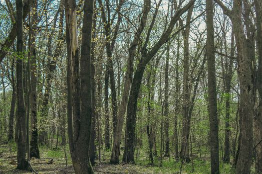 A tranquil wooded area in spring with budding leaves on tall trees, showcasing nature's rebirth.