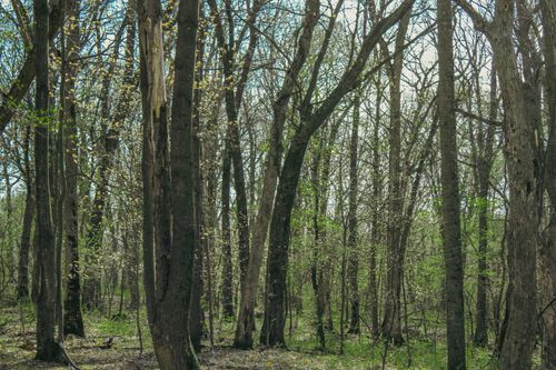 Free A tranquil wooded area in spring with budding leaves on tall trees, showcasing nature's rebirth. Stock Photo