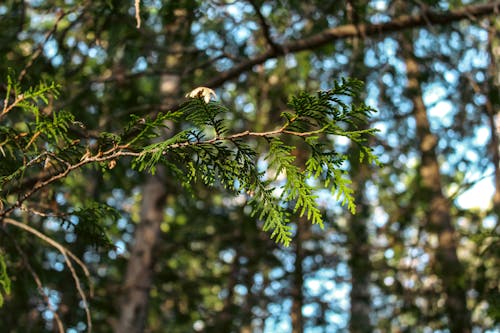 Бесплатное стоковое фото с ветвь, вечнозеленый, деревья