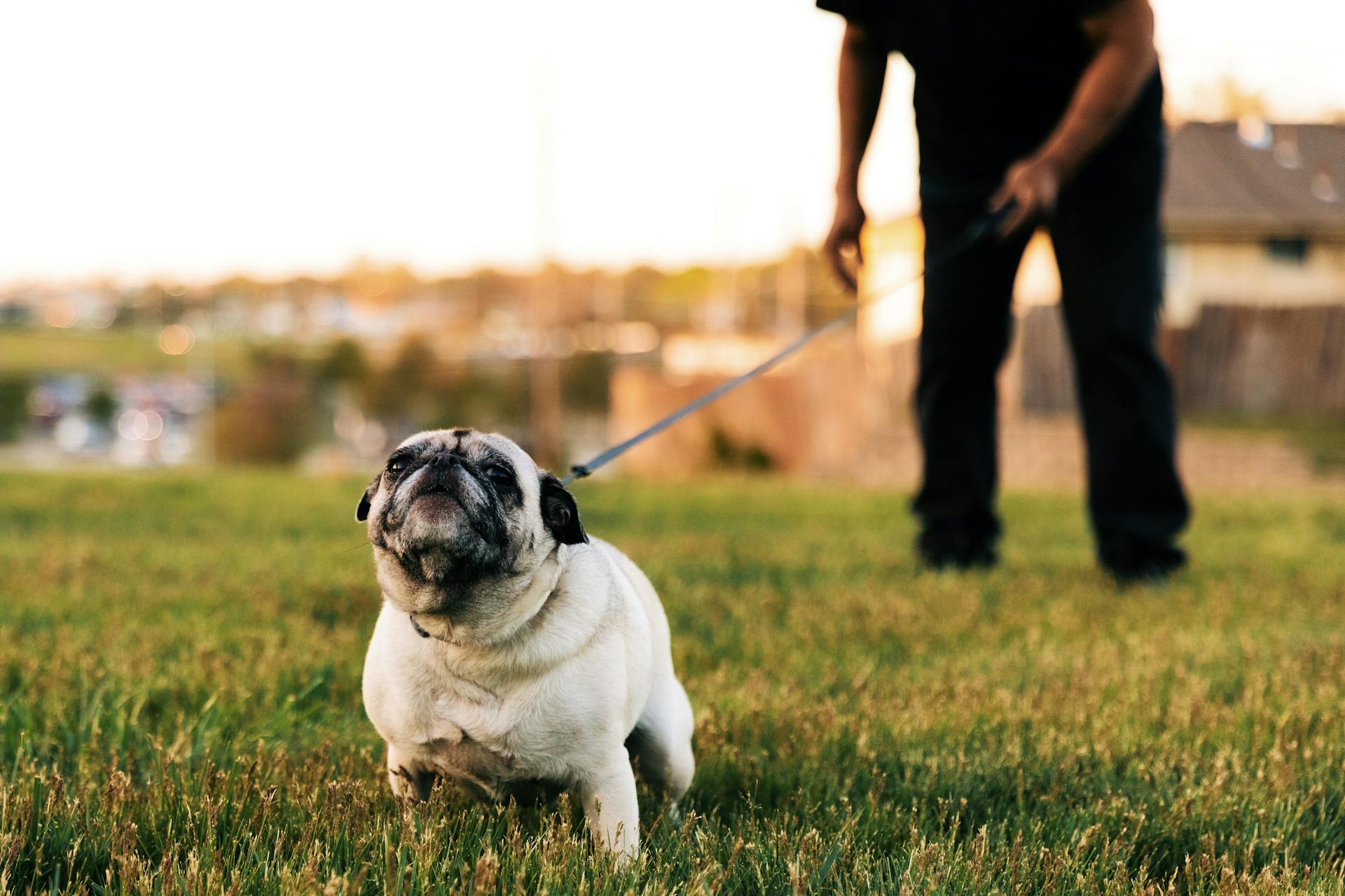 Man with a Pug on a Leash in a Park