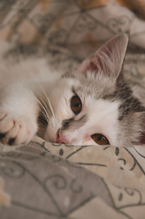 Free stock photo of animal, cat, home Stock Photo