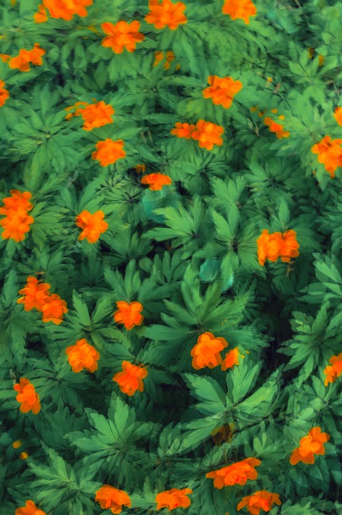 Blurred Orange Flowers
