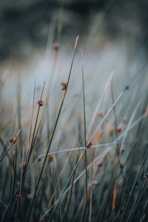 Thin Grasses on Grassland