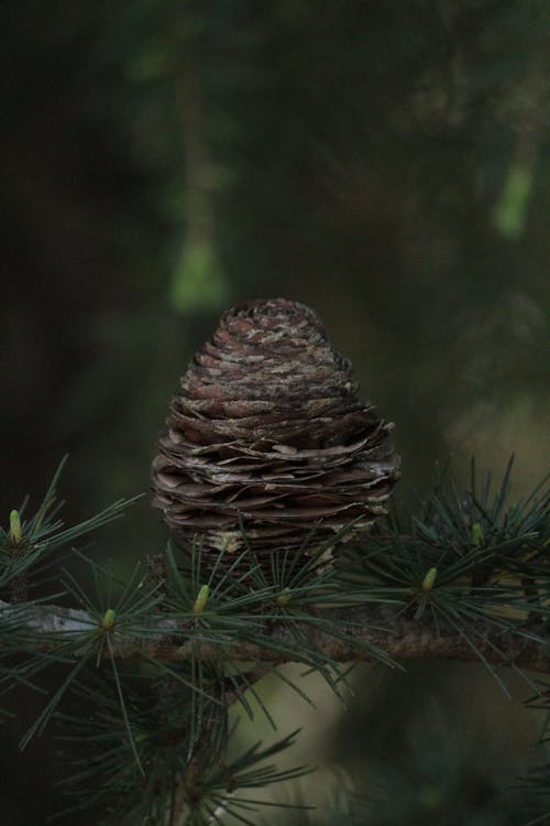 Close-up of a Deodar Cedar Cone 