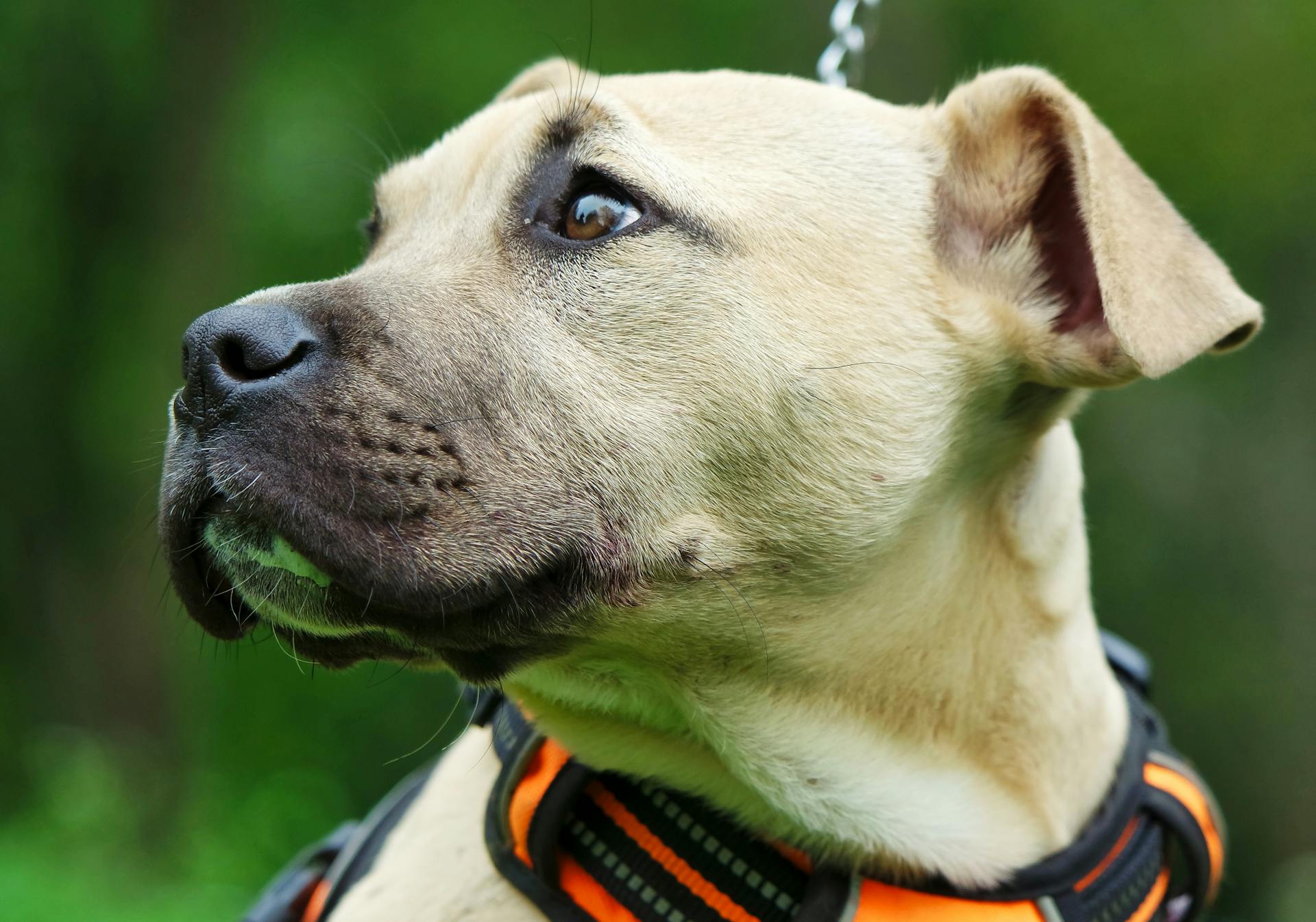 Amerikaanse pitbullterrier
