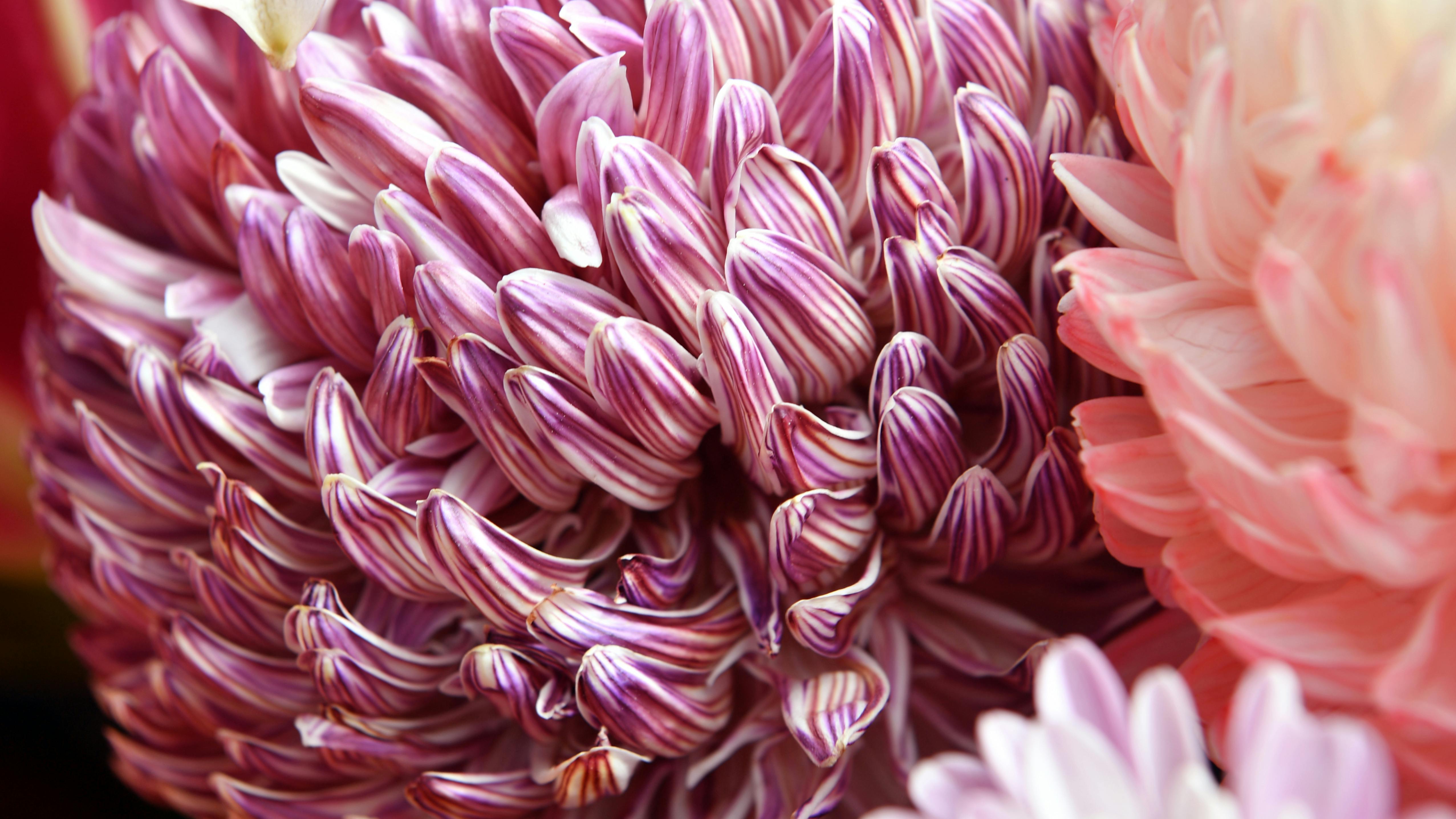 Chrysanthemum, flowers, red, wet, closeup, HD phone wallpaper | Peakpx