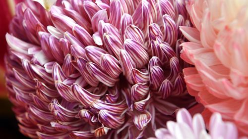 Free Detailed macro shot of colorful chrysanthemum petals showcasing natural beauty. Stock Photo