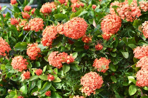 Orange Hydrangea Bush