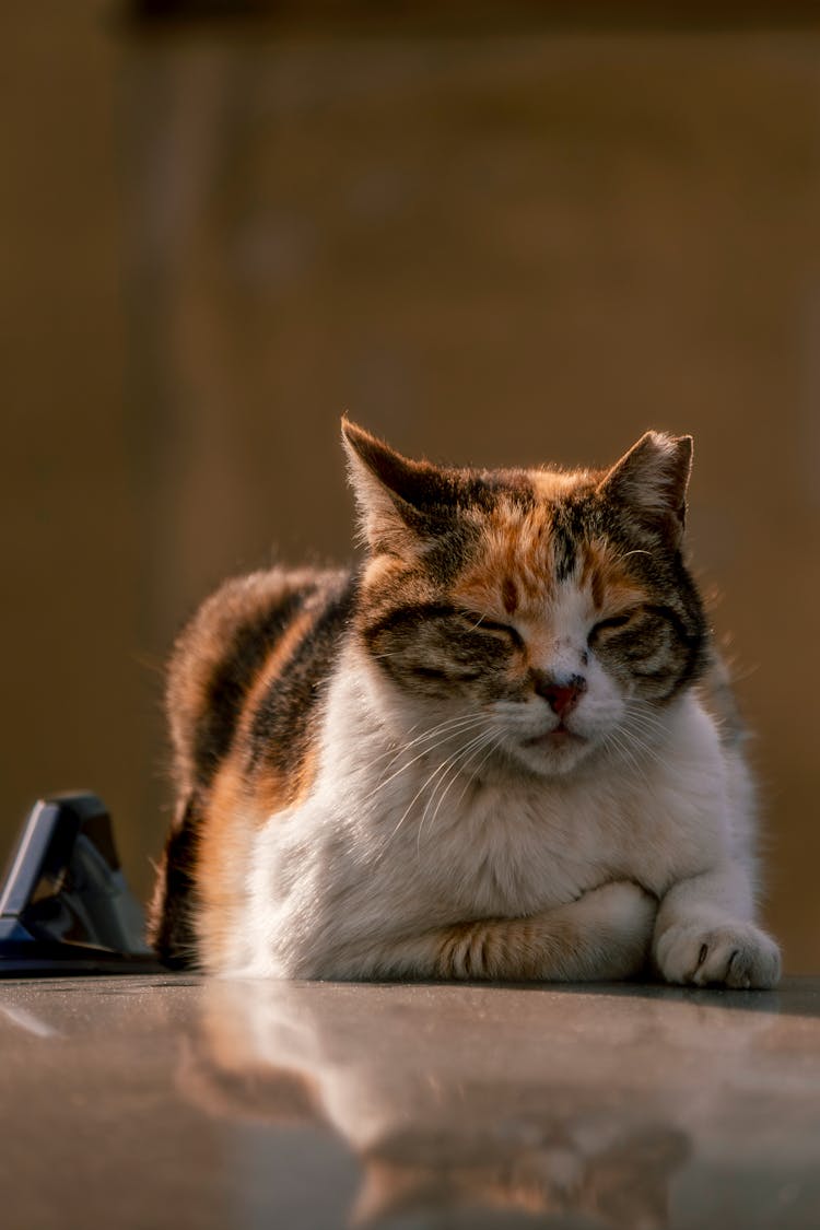 Cat Lying On Car Roof