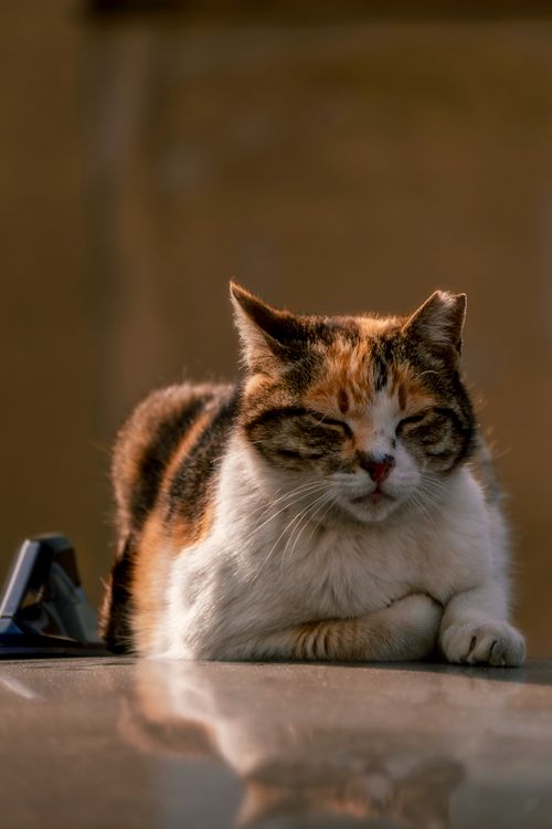 Free A serene calico cat comfortably resting on top of a car roof in sunlight. Stock Photo