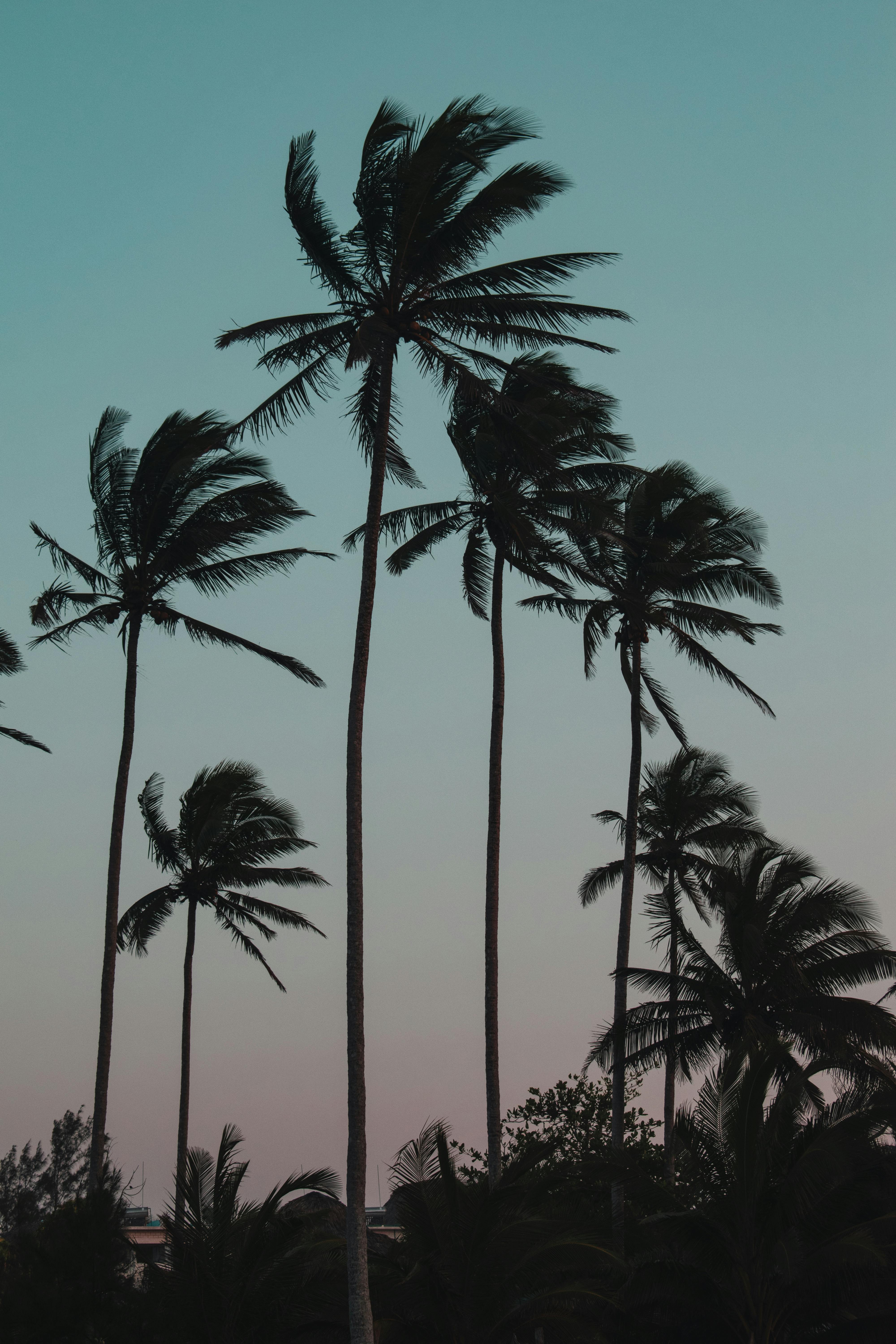 Silhouetted palm trees sway against a colorful sunrise sky, evoking a tranquil tropical atmosphere.