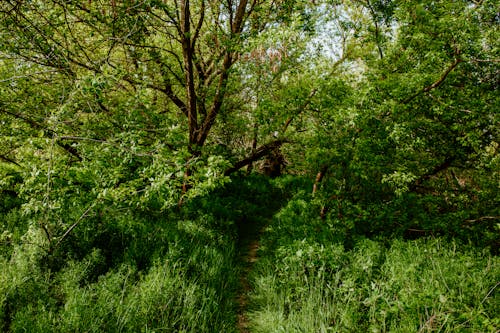 Ingyenes stockfotó erdő, fű, gyalogút témában