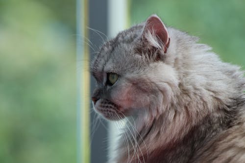 Selective Focus Photography of Gray Cat