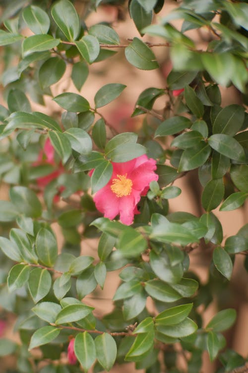 Bezpłatne Darmowe zdjęcie z galerii z camellia sasanqua, kwiat, liście Zdjęcie z galerii