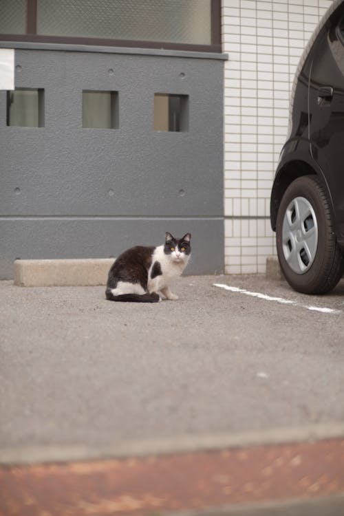 A Black and White Cat on a Parking Lot 