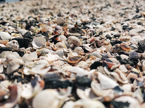껍데기, 배경, 하얀 모래의 무료 스톡 사진