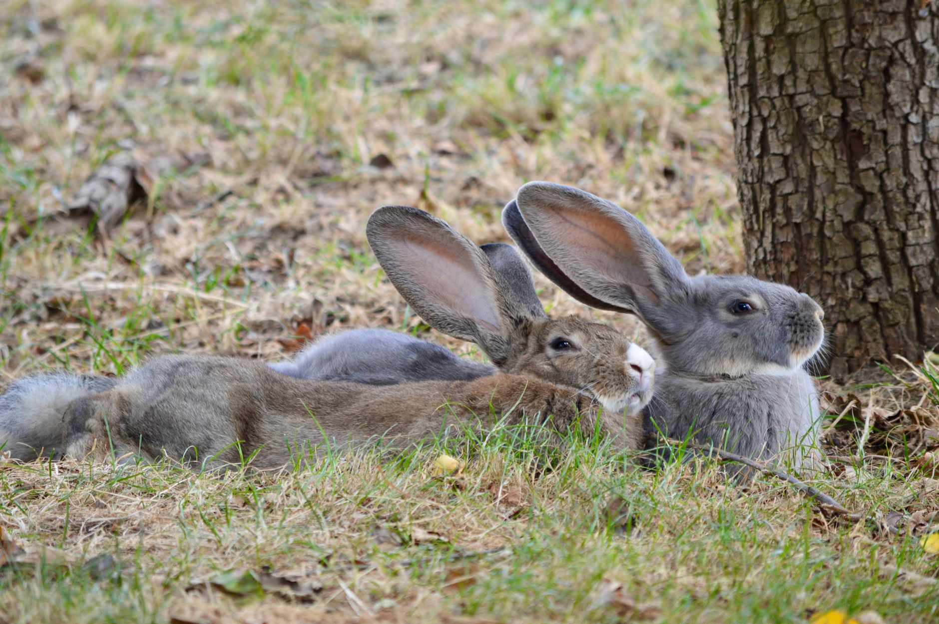 Rabbit stew