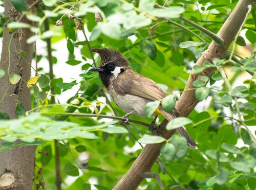 Free Himalayan bulbul bird resting on a tree branch surrounded by vibrant green leaves. Stock Photo