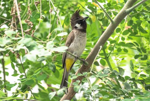 Free A Himalayan Bulbul sits gracefully on a branch surrounded by green foliage. Stock Photo