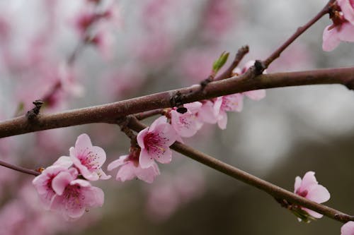 Close-up of a Cherry Blossom Branch 