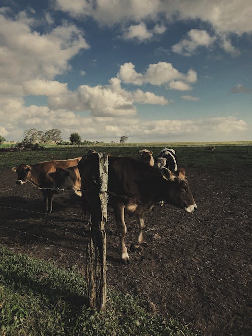 Free Person Showing Herd of Cows Stock Photo